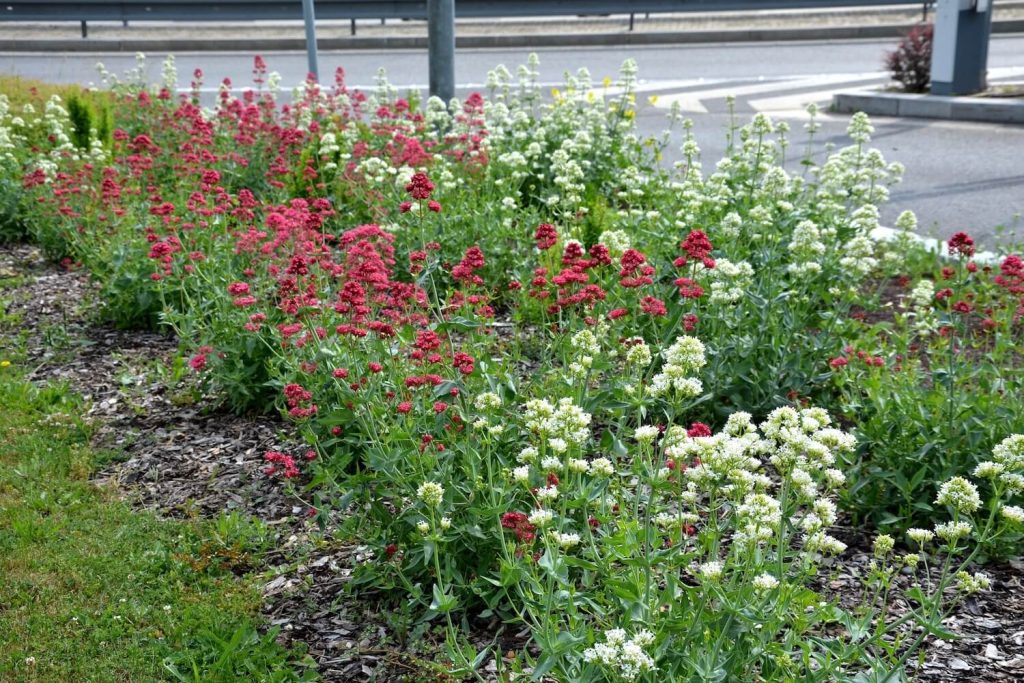 Spornblumen in weiß und rot