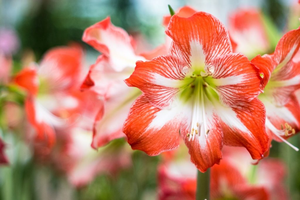 Amaryllis-Blüte in Rot-Weiß