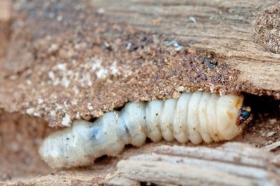 Holzwürmer: Erkennen, vorbeugen & bekämpfen