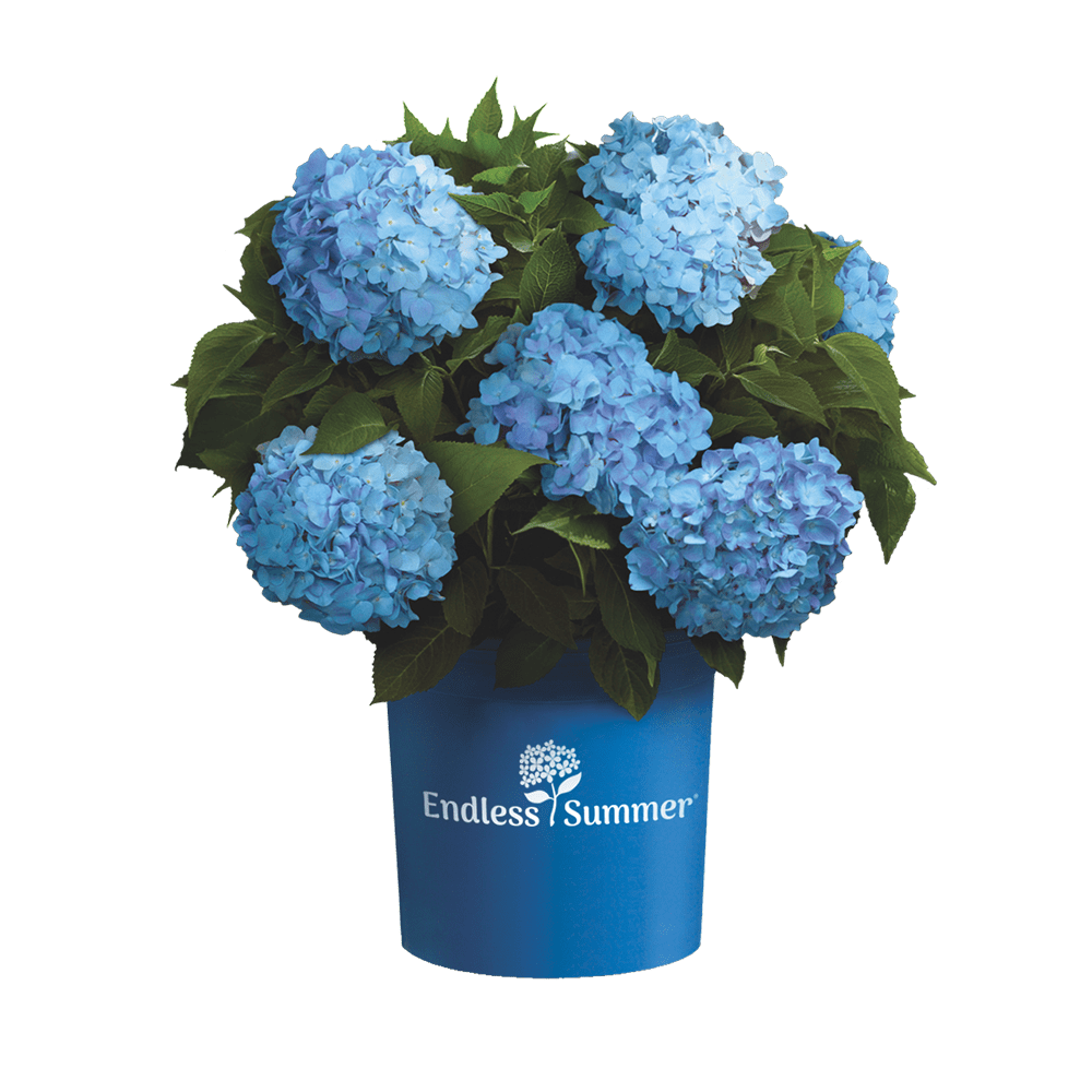 Hortensie Endless Summer® 'The Original' Blau