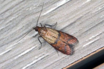 Unterschied zwischen Kleider- & Lebensmittelmotten: So bestimmt man Motten