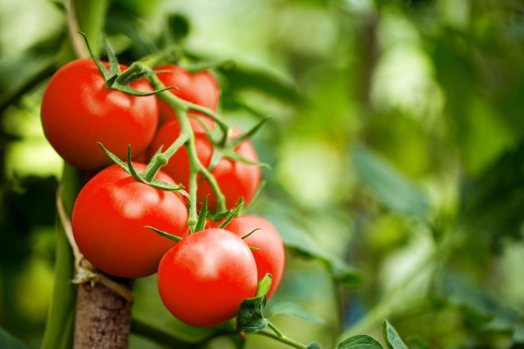 Moneymaker-Tomaten an Rispe
