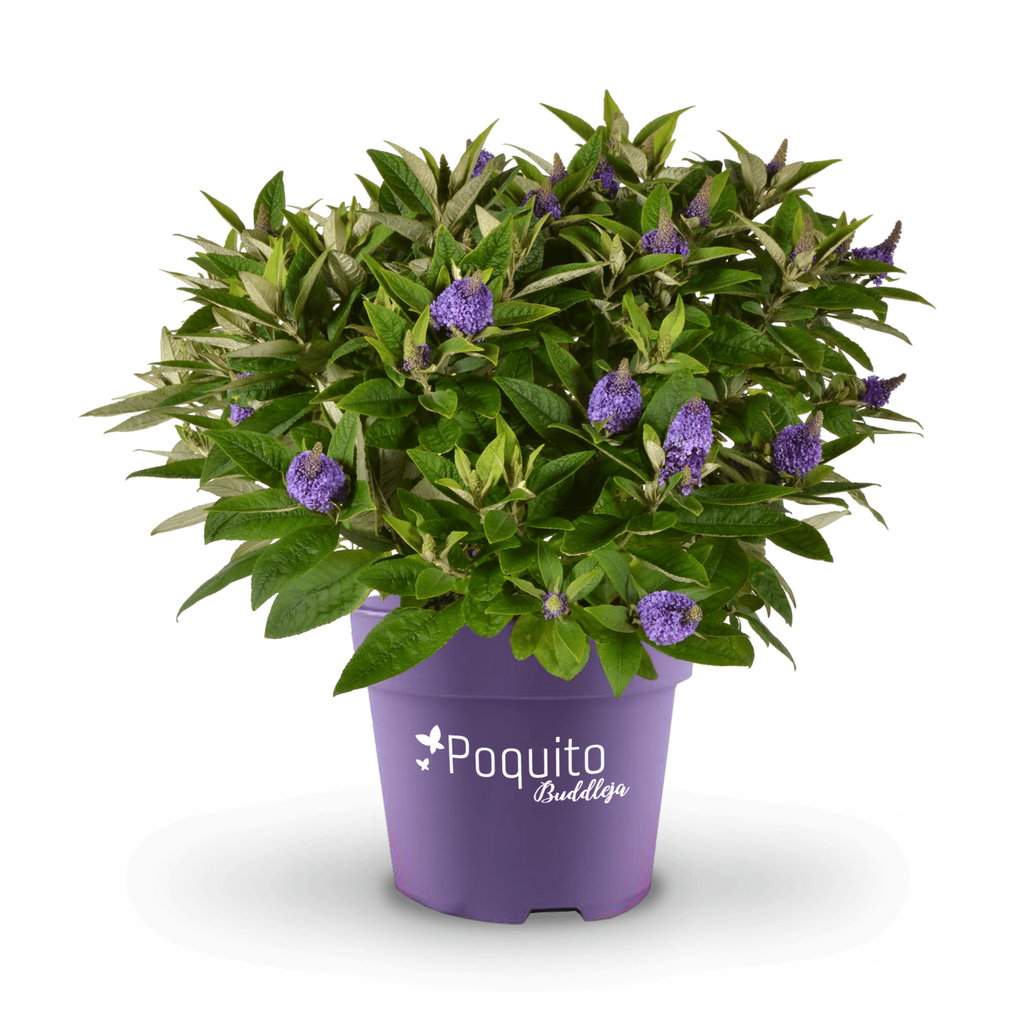 Schmetterlingsflieder POQUITO® 'Violet Copper'® Violett
