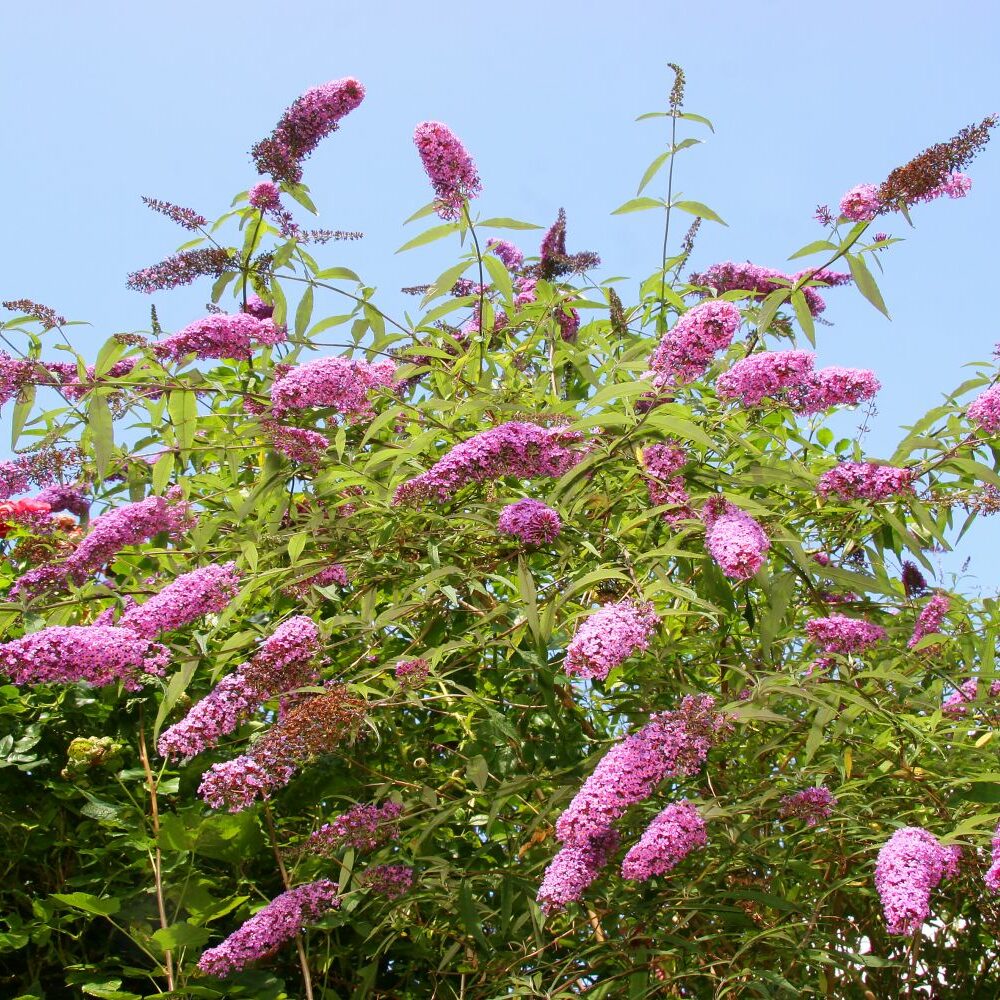 Sommerflieder: Bltezeit, Winterhrte & Co - Plantura