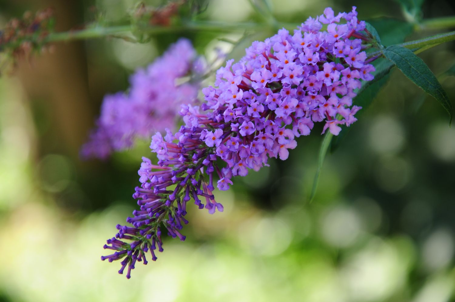 Sommerflieder pflanzen: Standort & Vorgehen im Kübel oder Beet