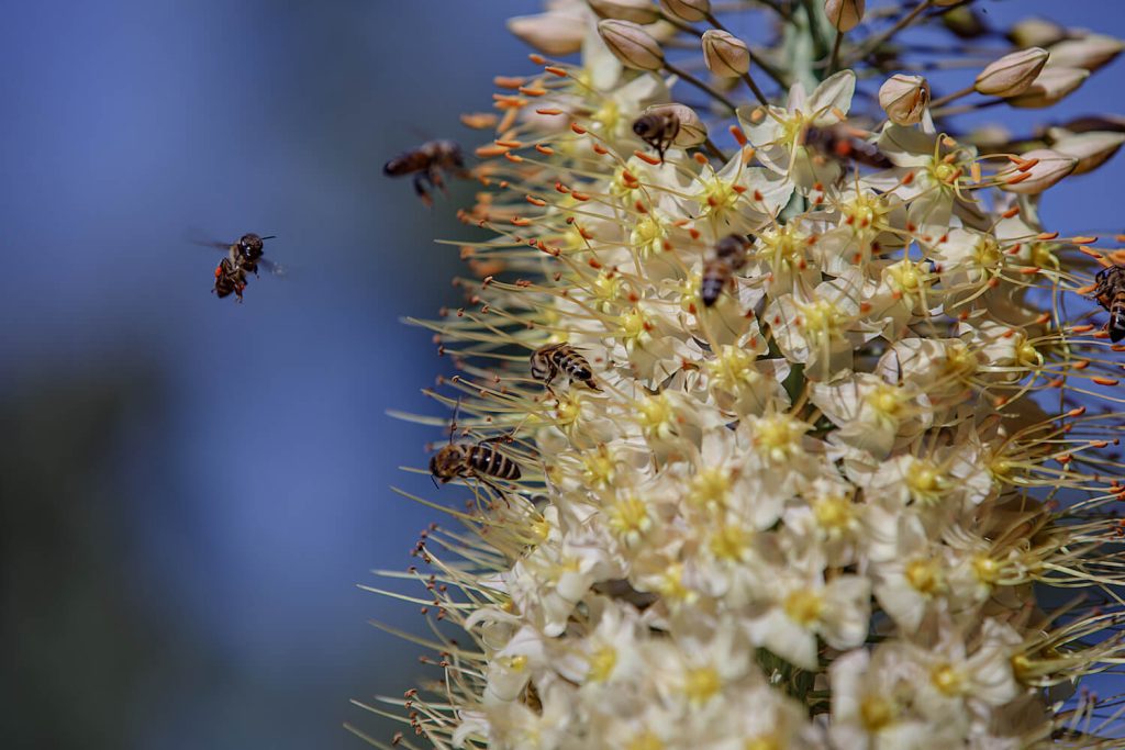 Bienen an einer Eremurus-Blüte