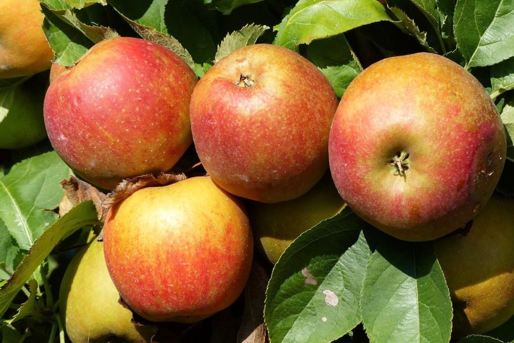 Boskoop-Apfel für Allergiker