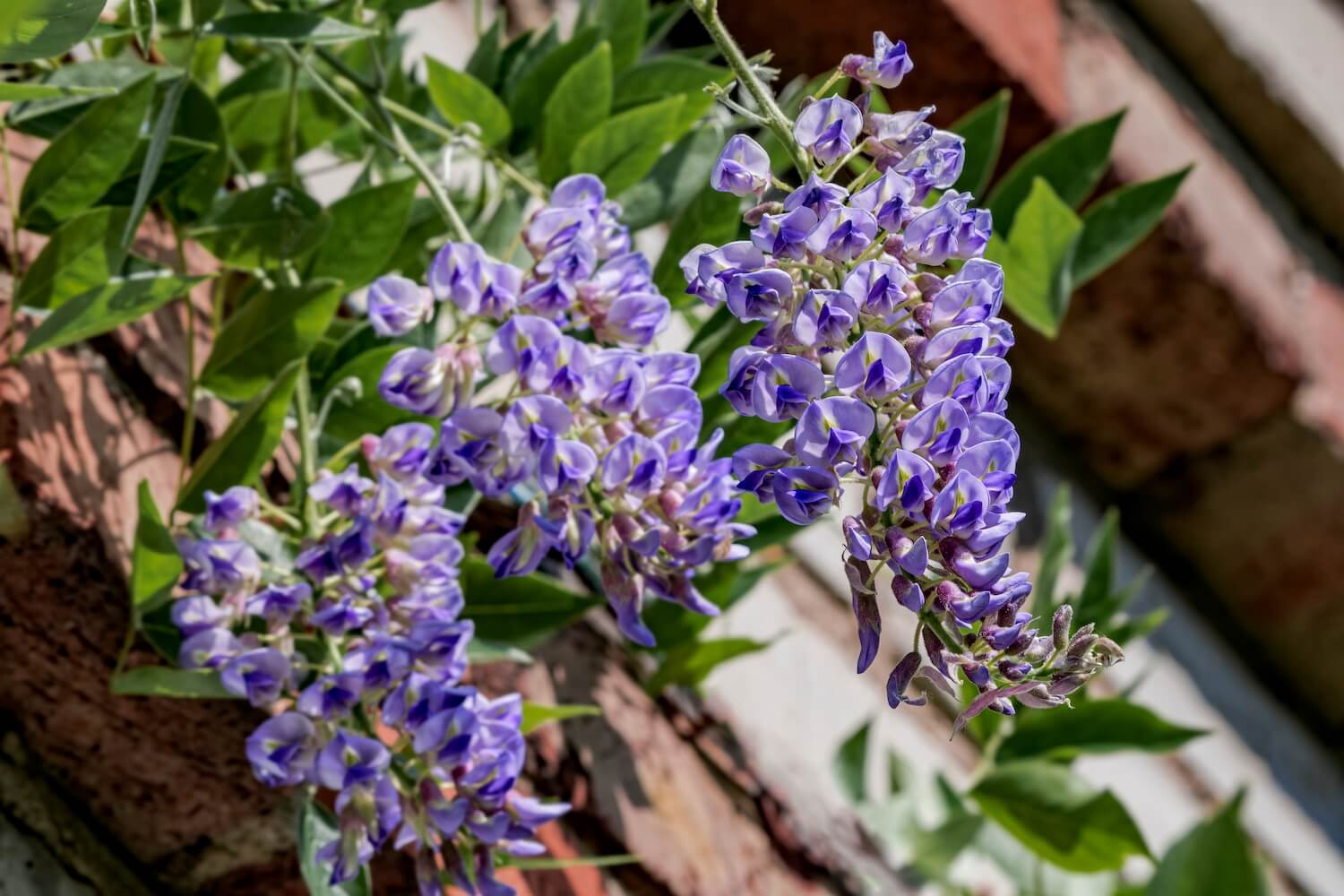 BlauregenArten & Sorten für den Garten Plantura