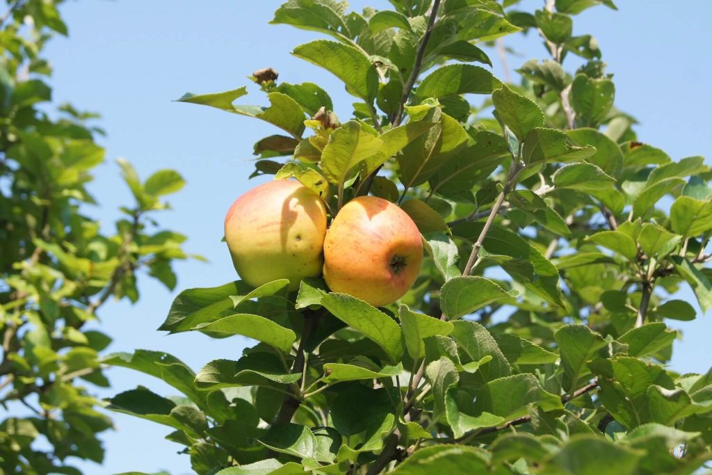 Verträgliche Äpfel für Sorten - Allergiker: Plantura