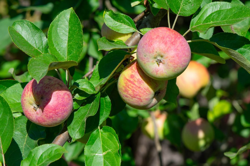 Sorten Allergiker: Äpfel für Plantura - Verträgliche