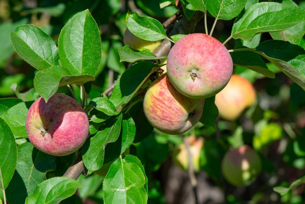 Gravensteiner-Apfel für Allergiker