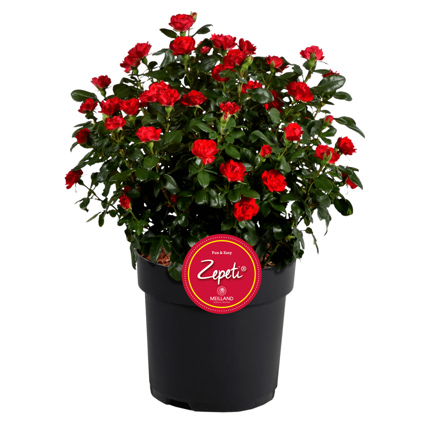 Rose Zepeti®