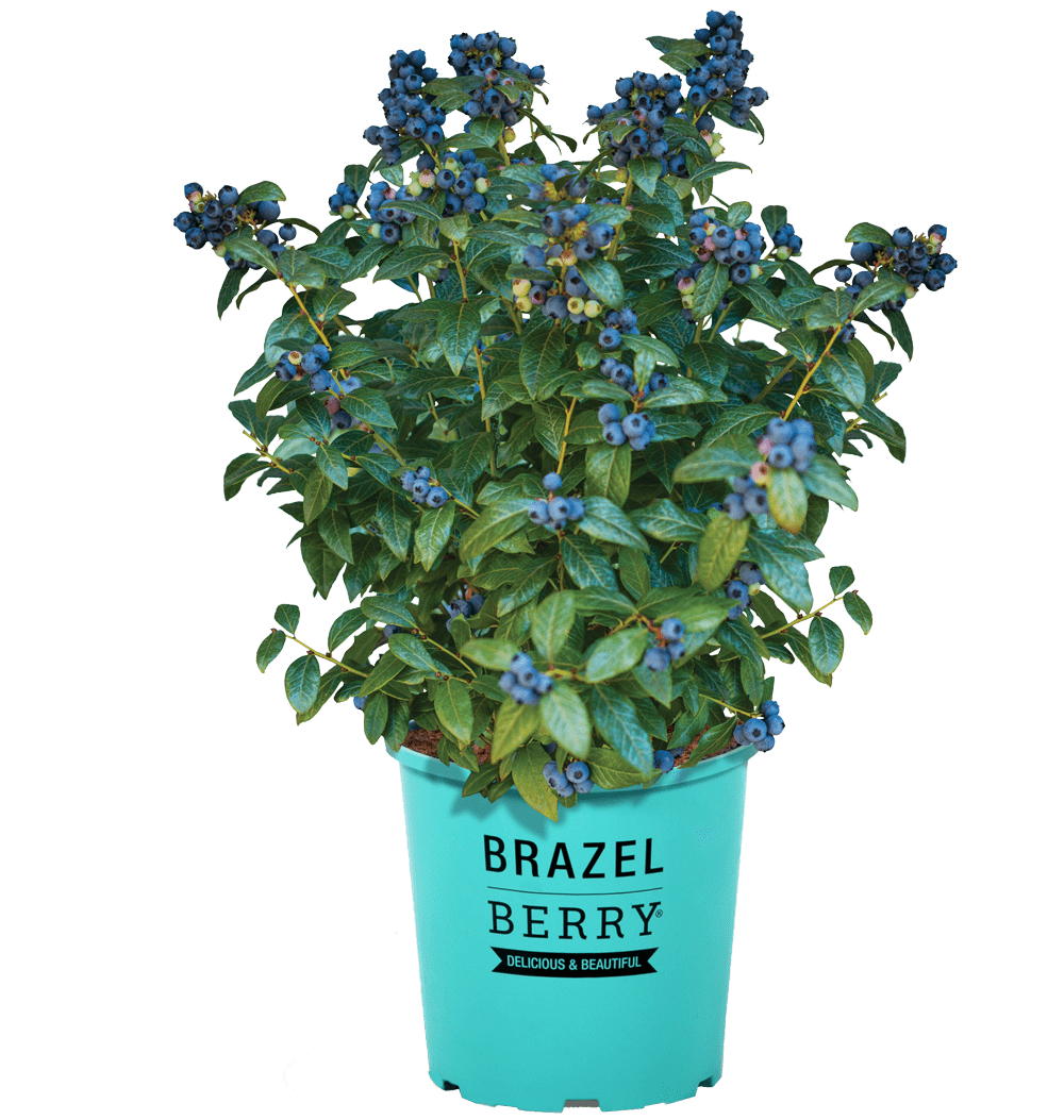 Blaubeere Brazelberry® 'Perpetua'