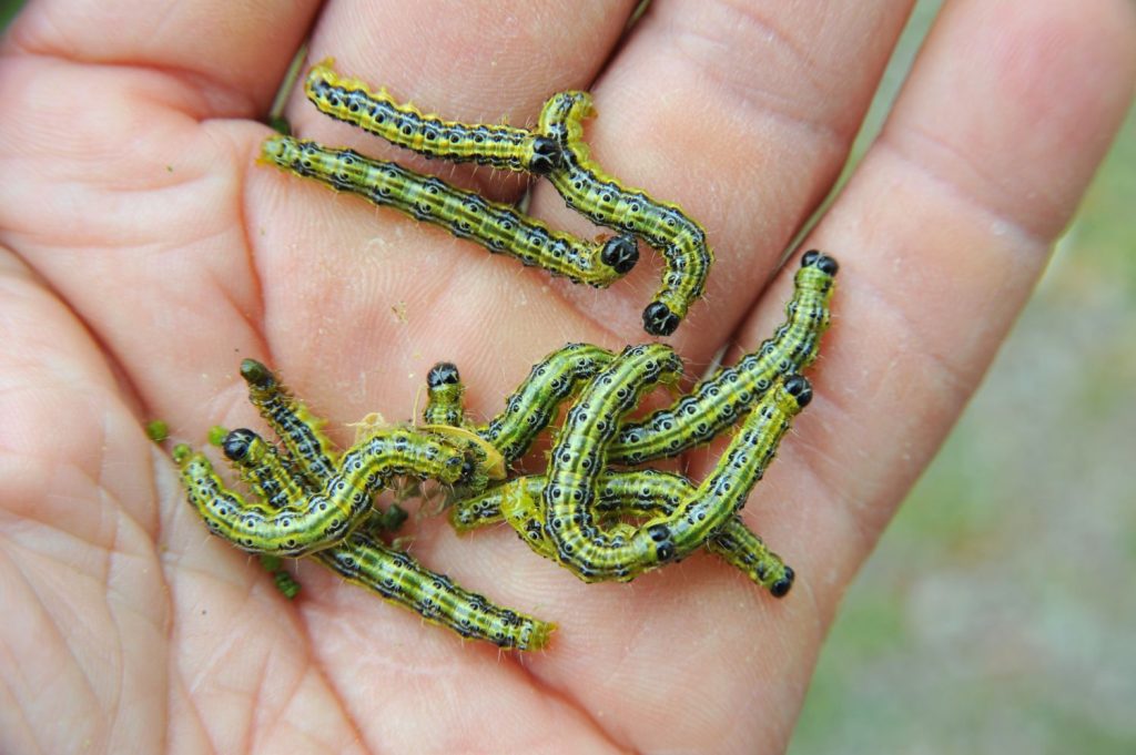 Viele Buchsbaumzünsler in einer Hand