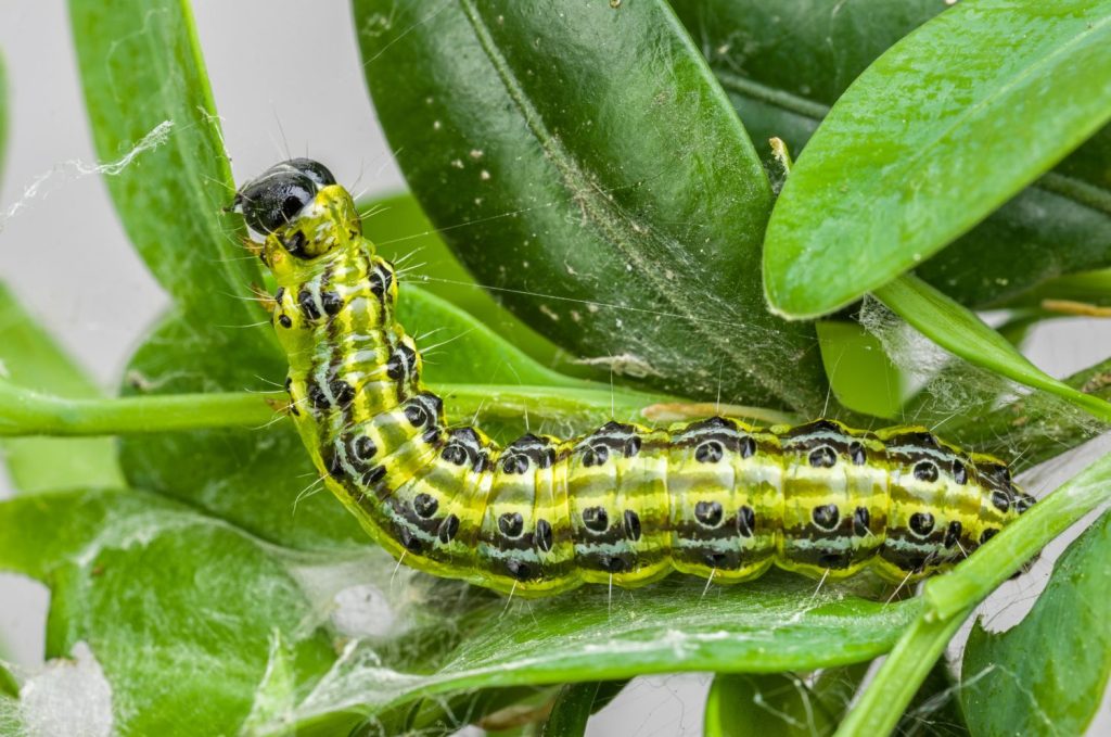 buchsbaumzuensler raupe buchsbaum zuensler
