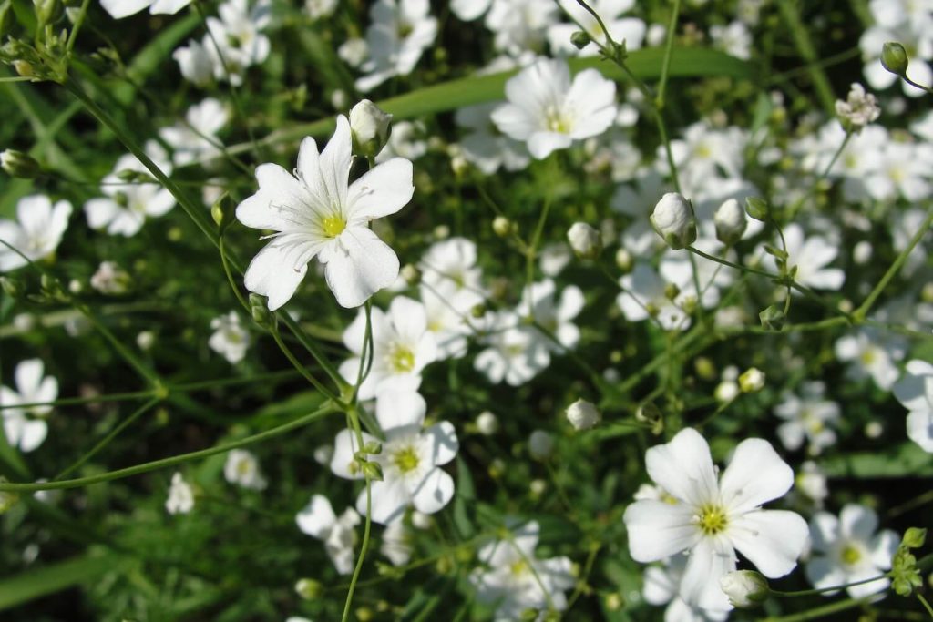 Weiße Schleierkrautblüte