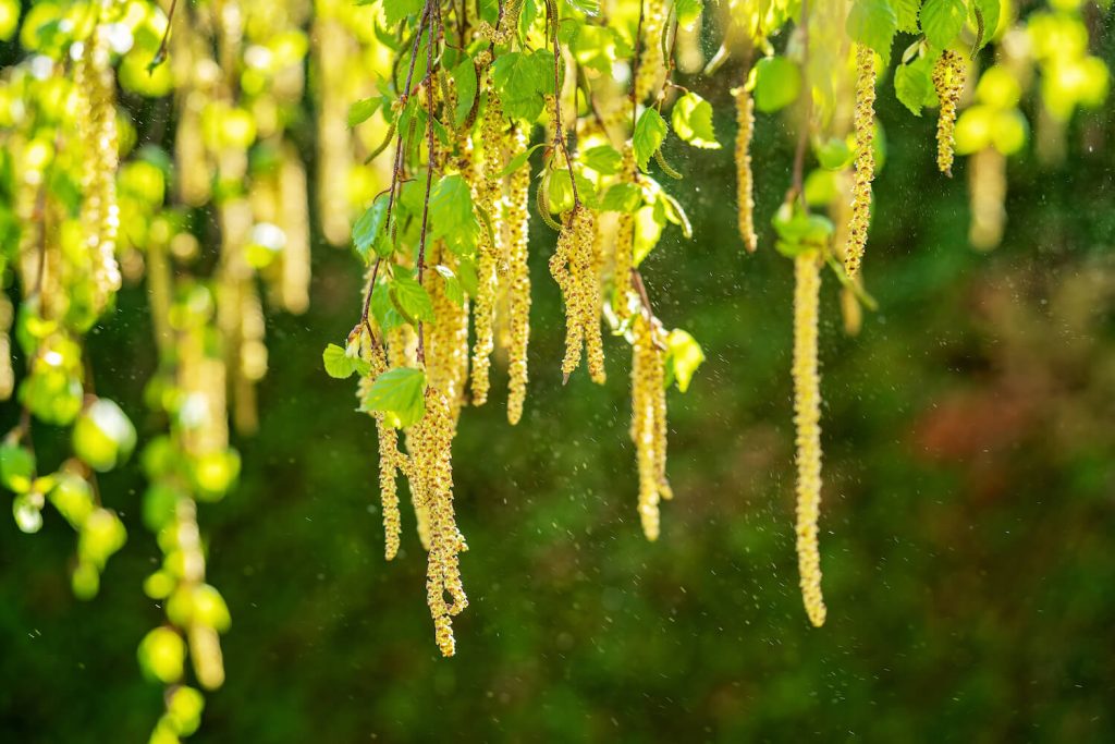 Birkenpollen