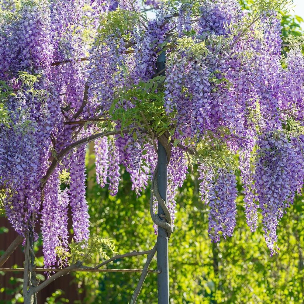 bonsai schere Bonsai-Schere – scharfes Leichtgewicht für präzise Schnitte main image 1