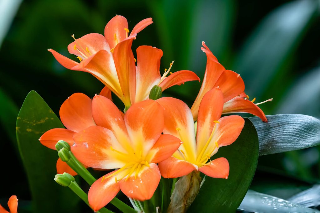 Orangene Blüte der Clivia miniata 