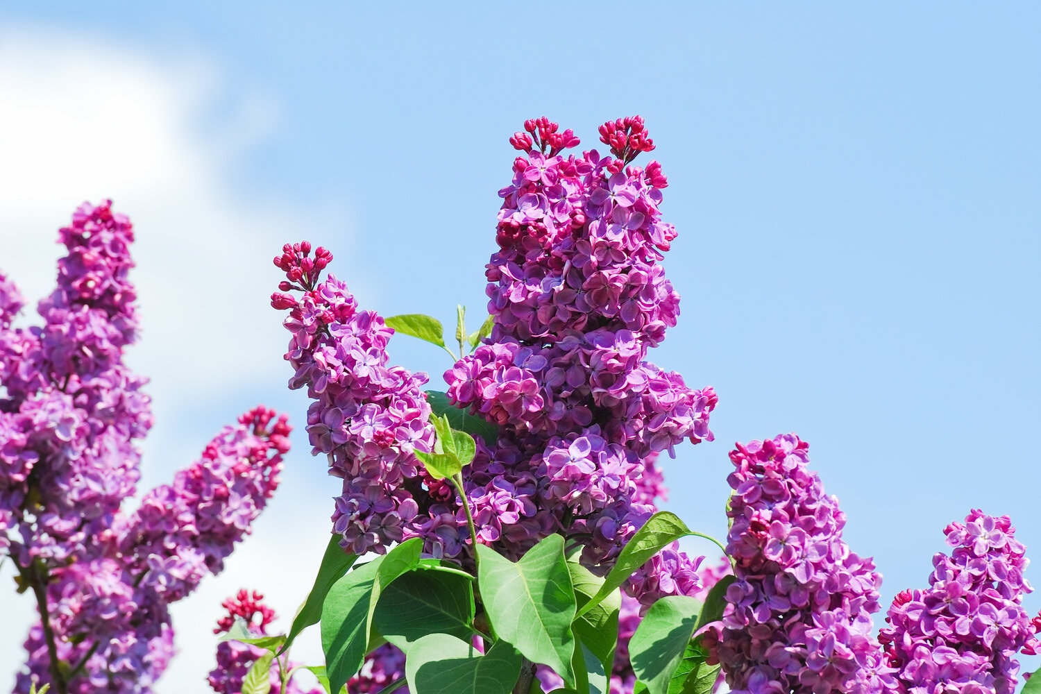 Ist Flieder giftig für Menschen & Tiere?