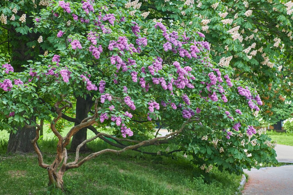 Syringa pflanzen