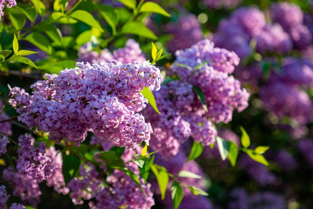 Flieder im Garten pflanzen