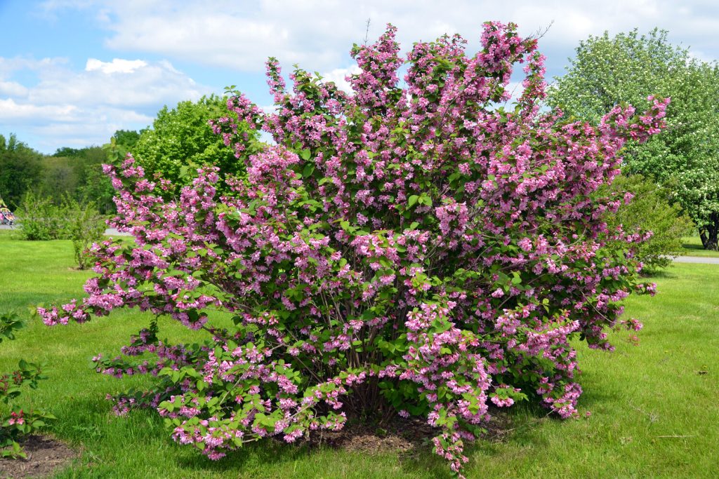 Flieder im Garten vermehren