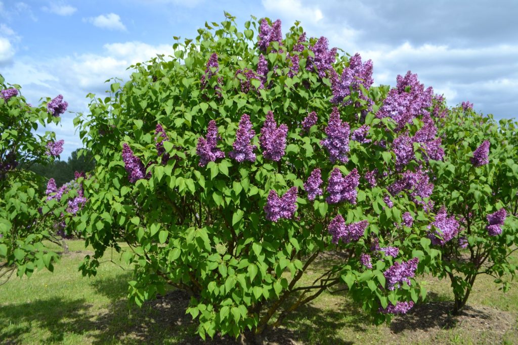 Flieder im Garten