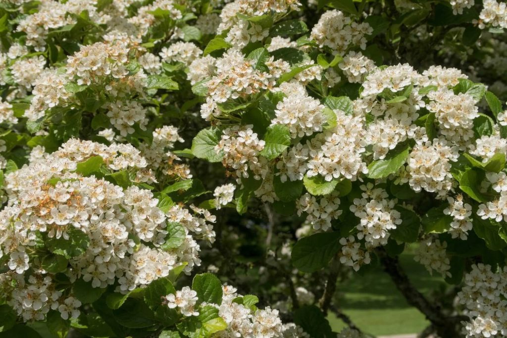 Weiße Blüten der Photinia villosa