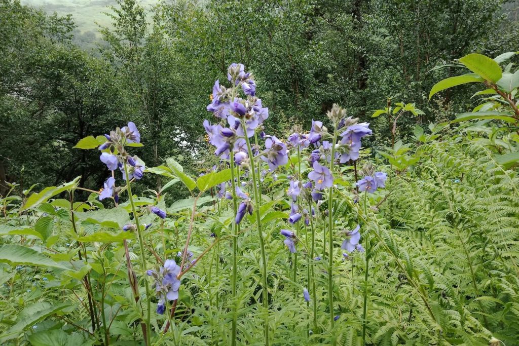 Himmelsleiter in der Natur