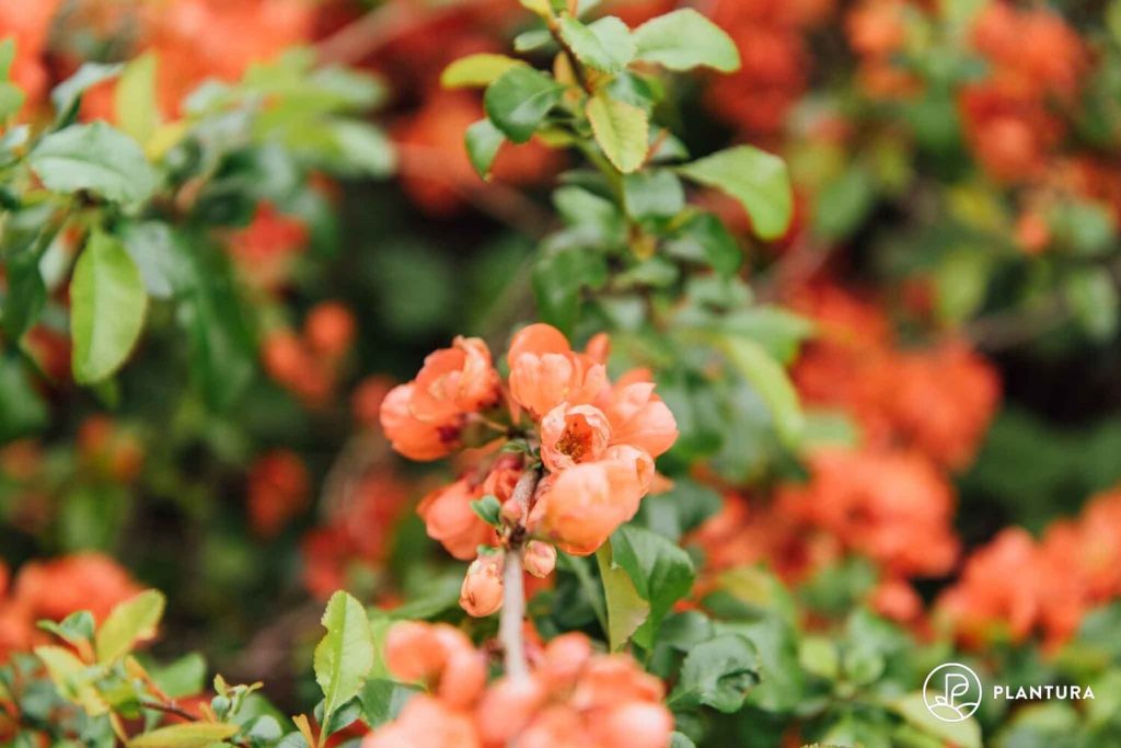 Blüten der Chaenomeles