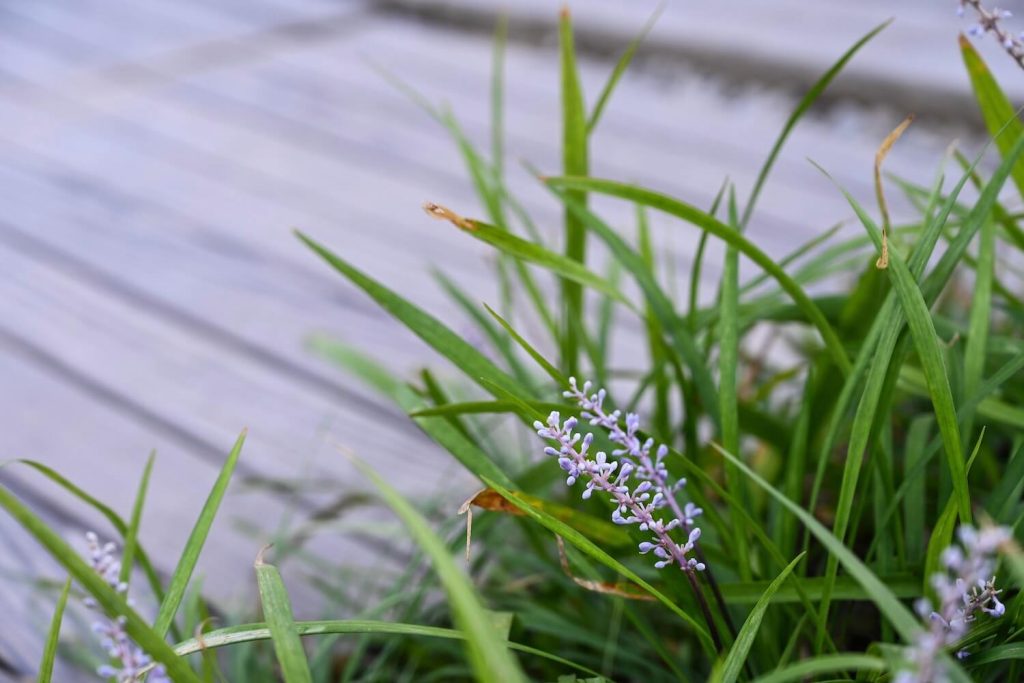 Ophiopogon japonicus