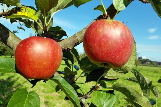 Kaiser Wilhelm-Apfel: Anbau, Ernte, Geschmack & Verwendung