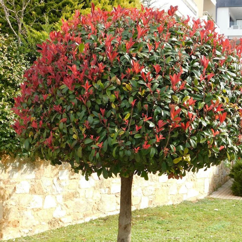 Glanzmispel-Arten & -Sorten fr den Garten - Plantura