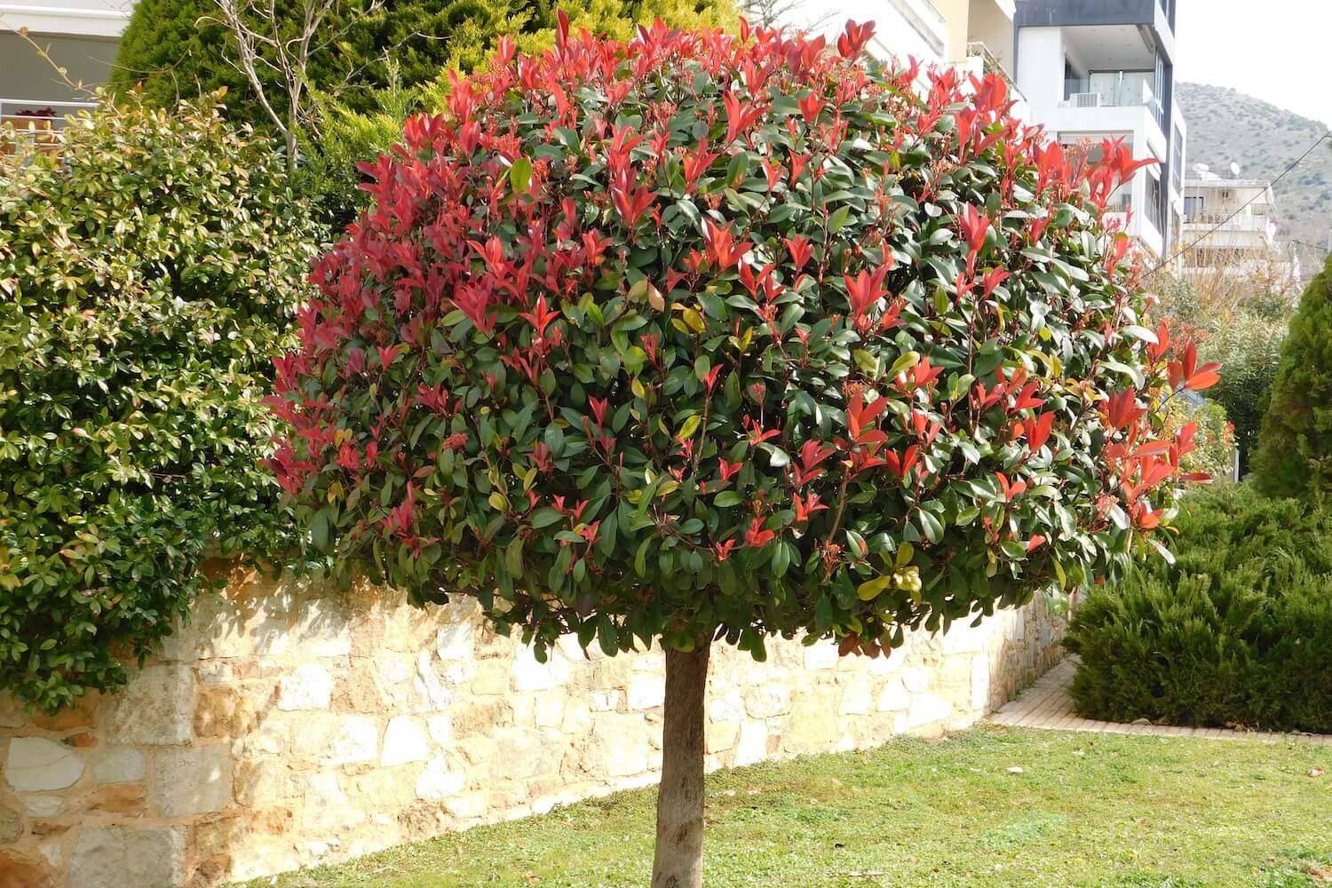 GlanzmispelArten & Sorten für den Garten Plantura