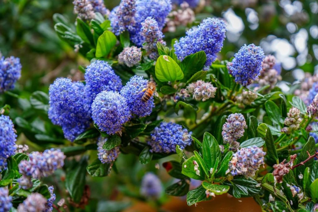 Ceanothus im Garten