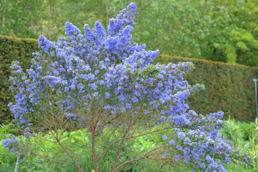 Blühender blauer Ceanothus