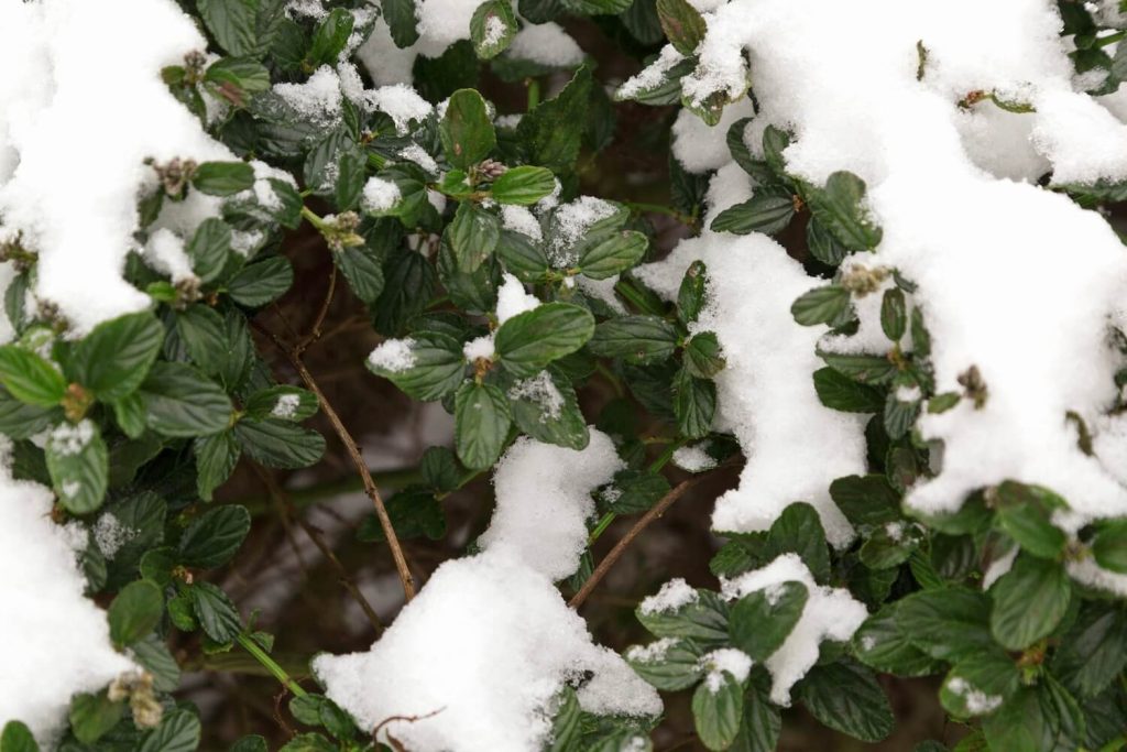 Überwinterter Ceanothus