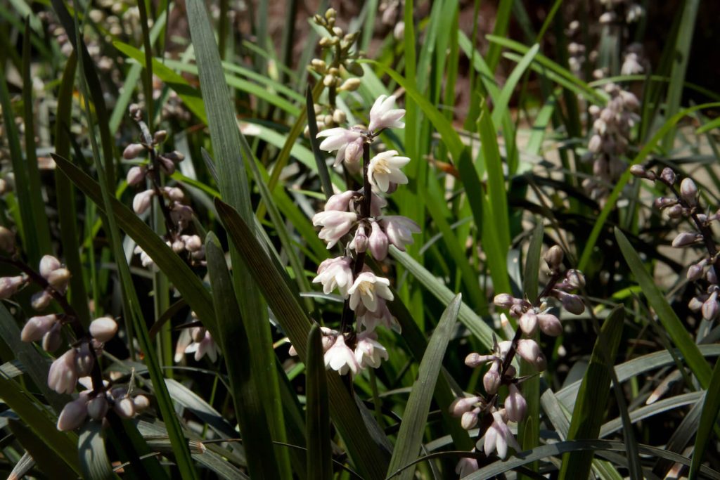 Blüte des Ophiopogon