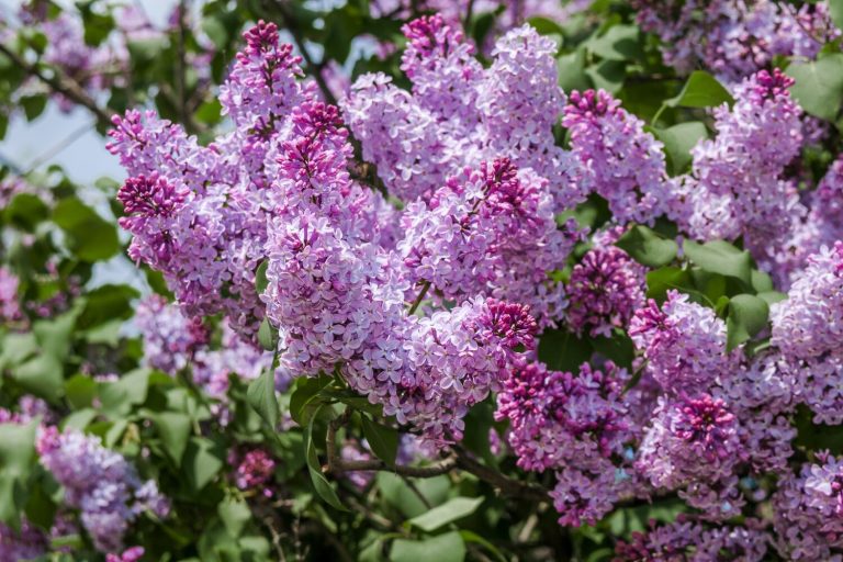 Fliederarten & sorten für den Garten Plantura