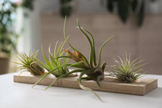 Tillandsien pflegen: Düngen, Gießen & Tipps bei Blattverlust