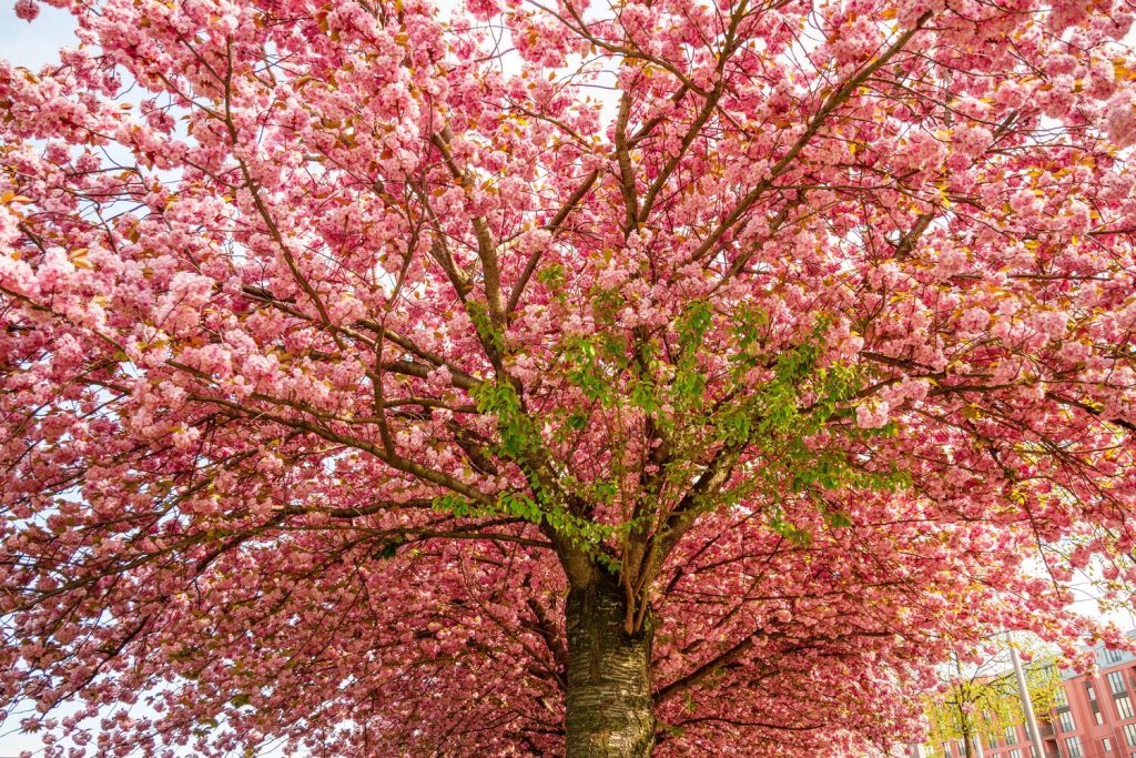 Blüte der Zierkirsche