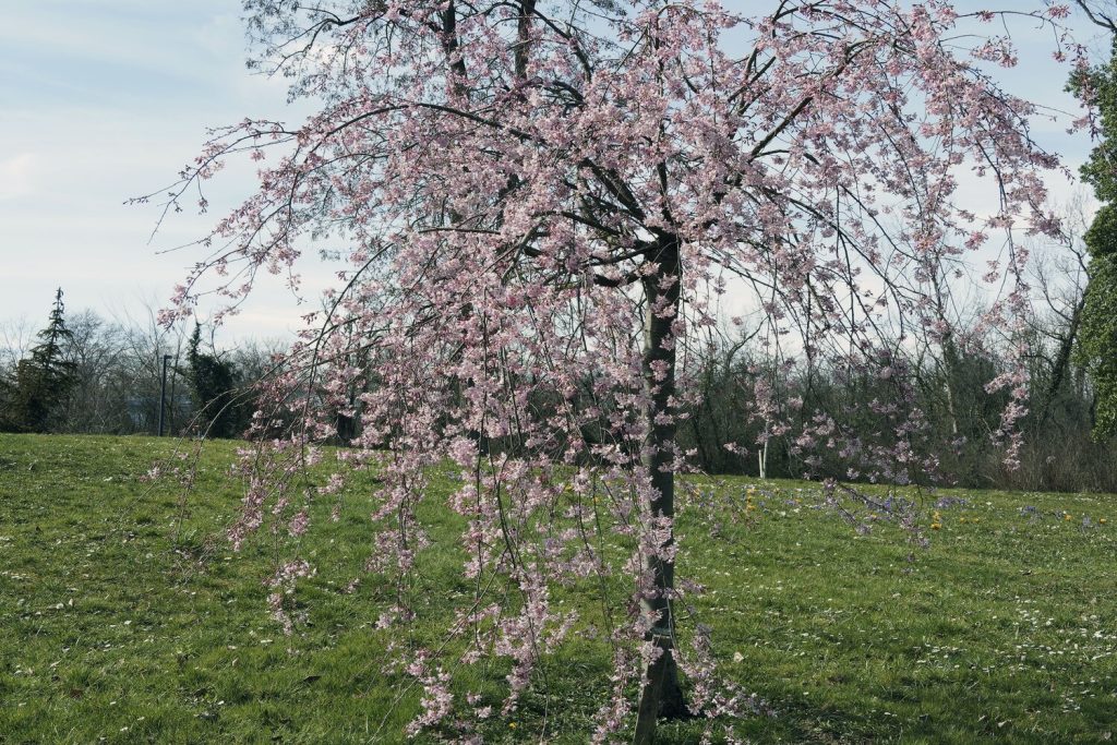 Zierkirschen-Sorte 'Pendula'