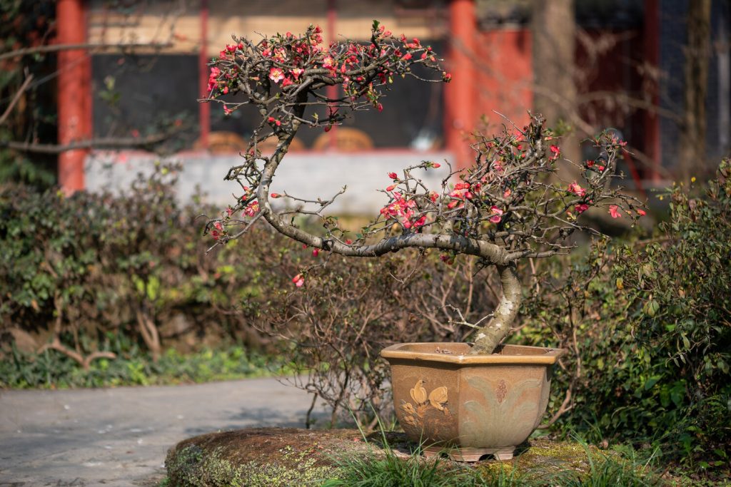 Chaenomeles als Bonsai