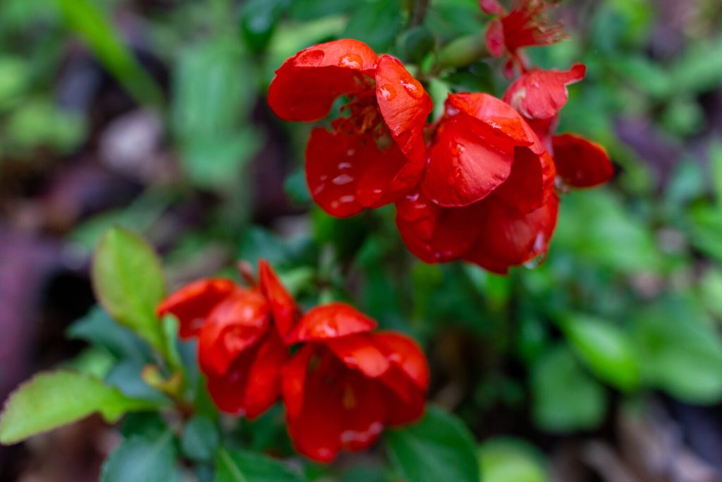 Rote Blüten der Chaenomeles-Sorte Texas-Scarlet