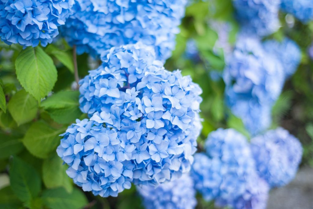 Hellblaue Blüten der Endless Summer Hortensie