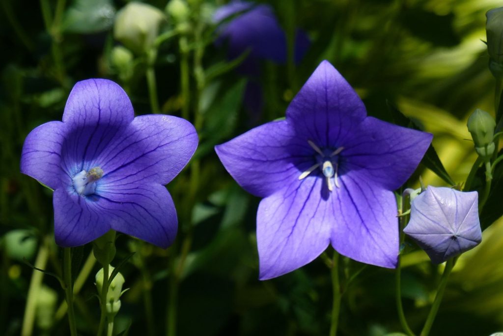 Blüten einer blauen Ballonblume