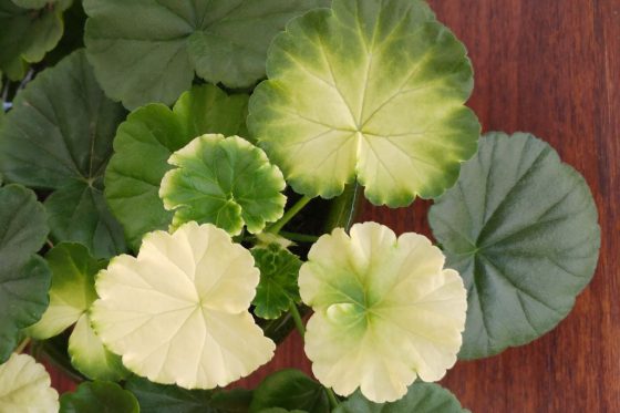Gelbe Blätter bei Geranien: Geranien-Chlorose erkennen & beheben