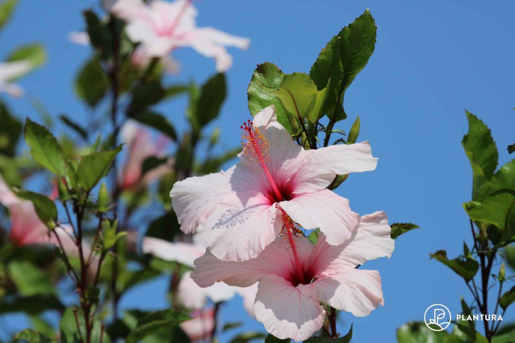 rosa Hibiskus-Blüte