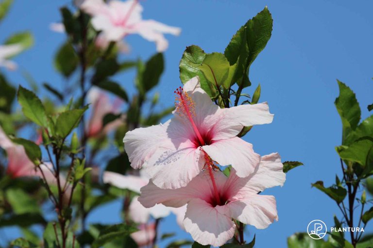Hibiskus düngen PflegeTipps für die perfekte Blüte Plantura